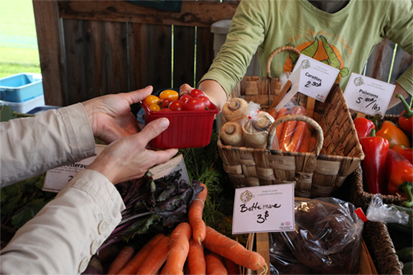 Nos producteurs maraîchers sont prêts !